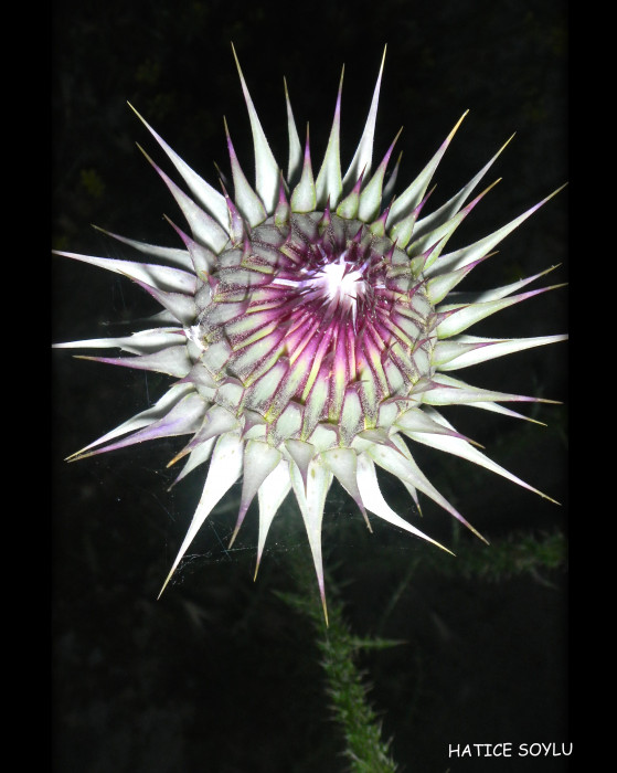 Mut Her Haliyle Güzel