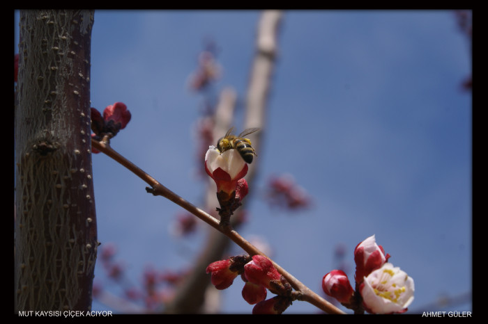 Mut Her Haliyle Güzel