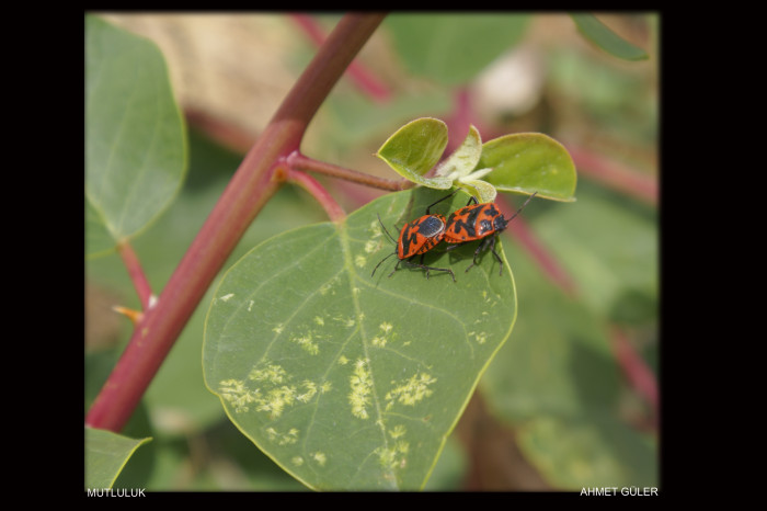 Mut Her Haliyle Güzel