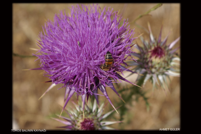 Mut Her Haliyle Güzel