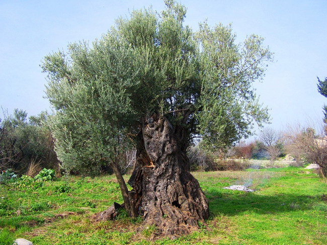 Mut Her Haliyle Güzel