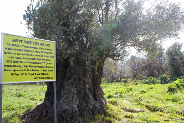 Mut Her Haliyle Güzel