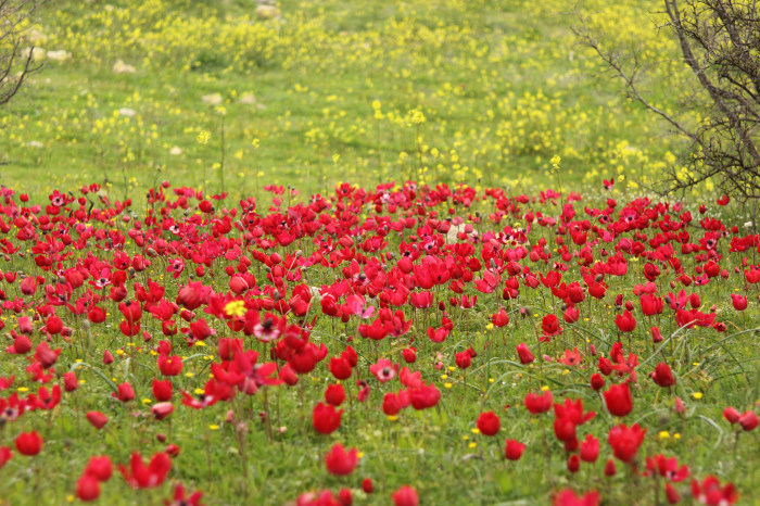 Mut Her Haliyle Güzel