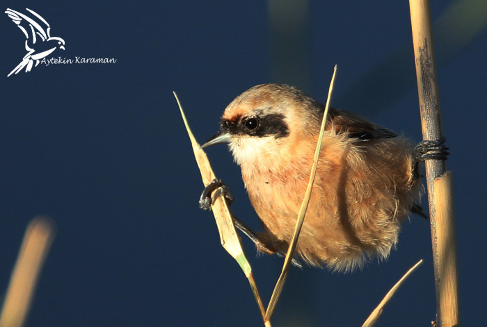 Mut Her Haliyle Güzel