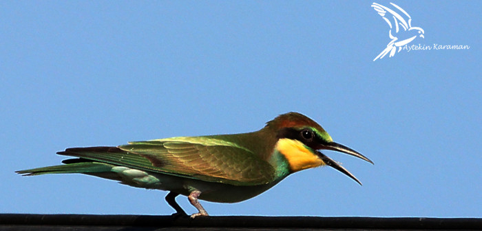 Mut Her Haliyle Güzel