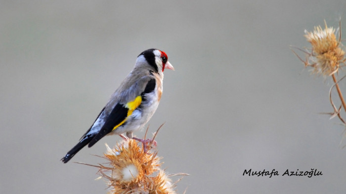 Mut Her Haliyle Güzel