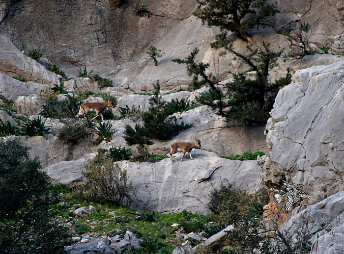 Mut Her Haliyle Güzel