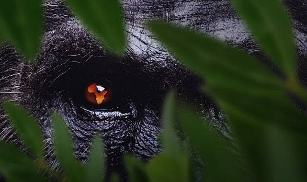7 B&ouml;l&uuml;mden Oluşan 'Afrika: Vahşi Yuvamız',   3 ve 4 Ekim Cumartesi/Pazar G&uuml;nleri 15.15'te Art Arda B&ouml;l&uuml;mlerle National Geographic'te İzleyicilerle Buluşuyor