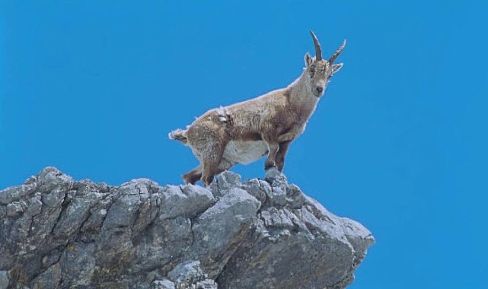 4 B&ouml;l&uuml;ml&uuml;k   'Almanya'nın B&uuml;y&uuml;l&uuml; Dağları',   5 ve 12 Eyl&uuml;l Cumartesi Saat 21.00'de İki B&ouml;l&uuml;m Art Arda National Geographic WILD Ekranlarında!