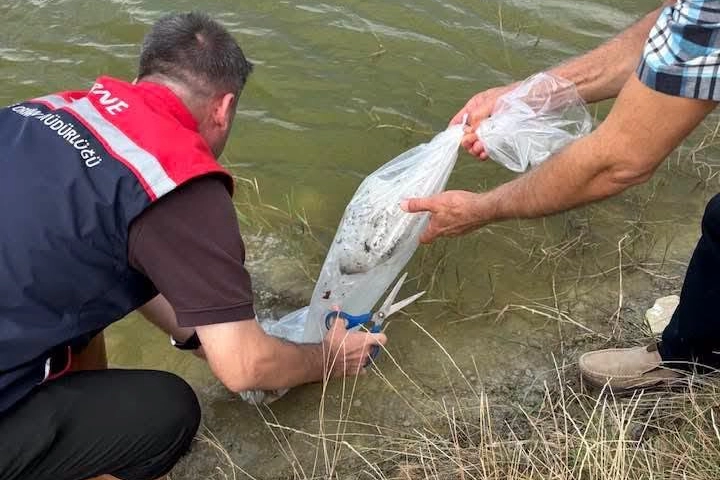 Yavru balıklar Ali&ccedil;opehlivan K&ouml;y&uuml; G&ouml;leti'nde suyla buluştu