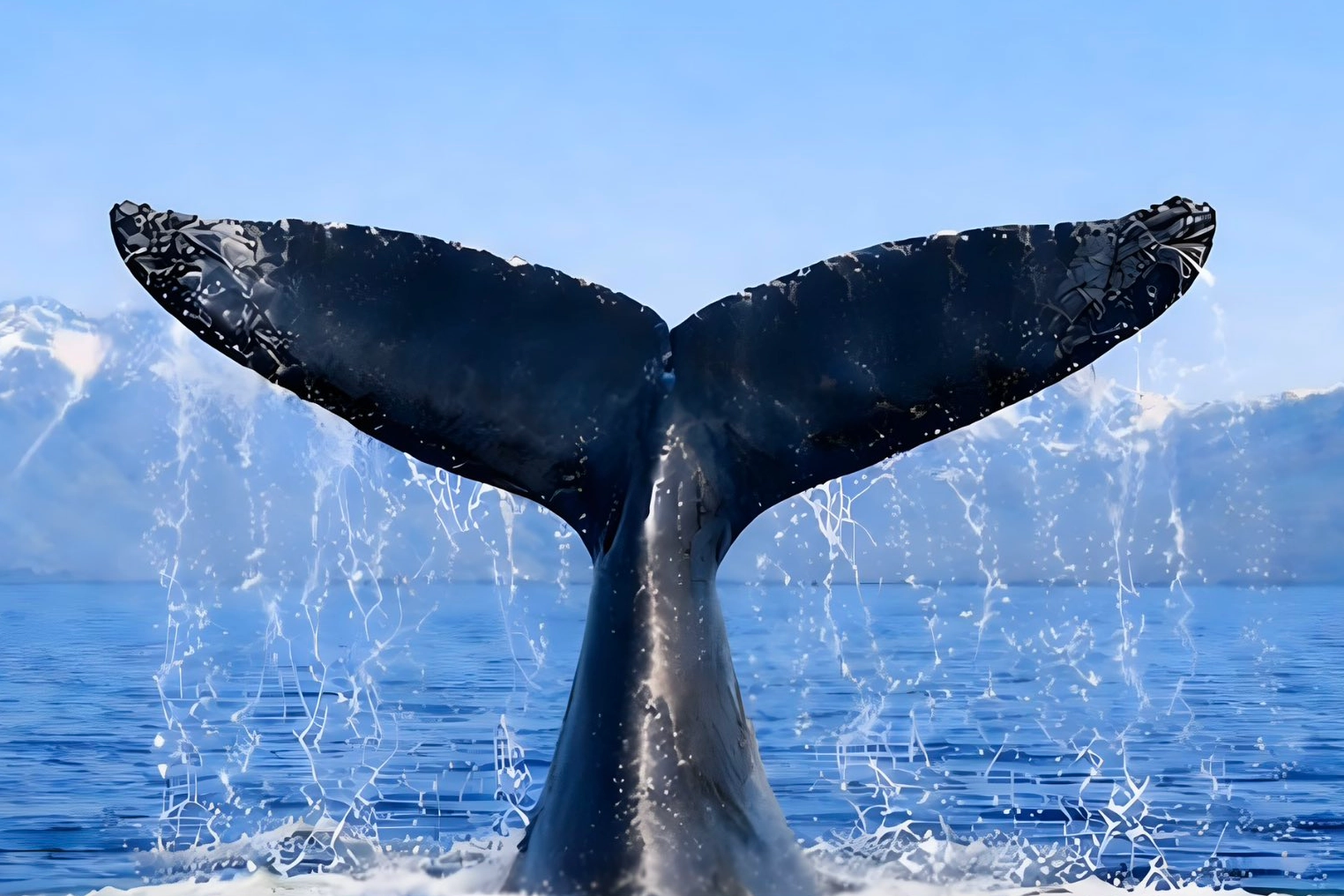 T&uuml;rkiye, Uluslararası Balinacılık Komisyonu'nda