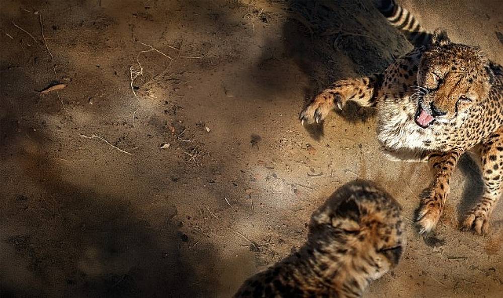 'Safarinin Gizli D&uuml;nyası',   6 Eyl&uuml;l Pazar Saat 20.00'de İki B&ouml;l&uuml;m Art Arda National Geographic WILD Ekranlarında!