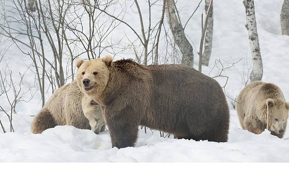 'Boz Ayının Kışı',   7 Aralık Pazar 20.00'de   National Geographic WILD Ekranlarında!