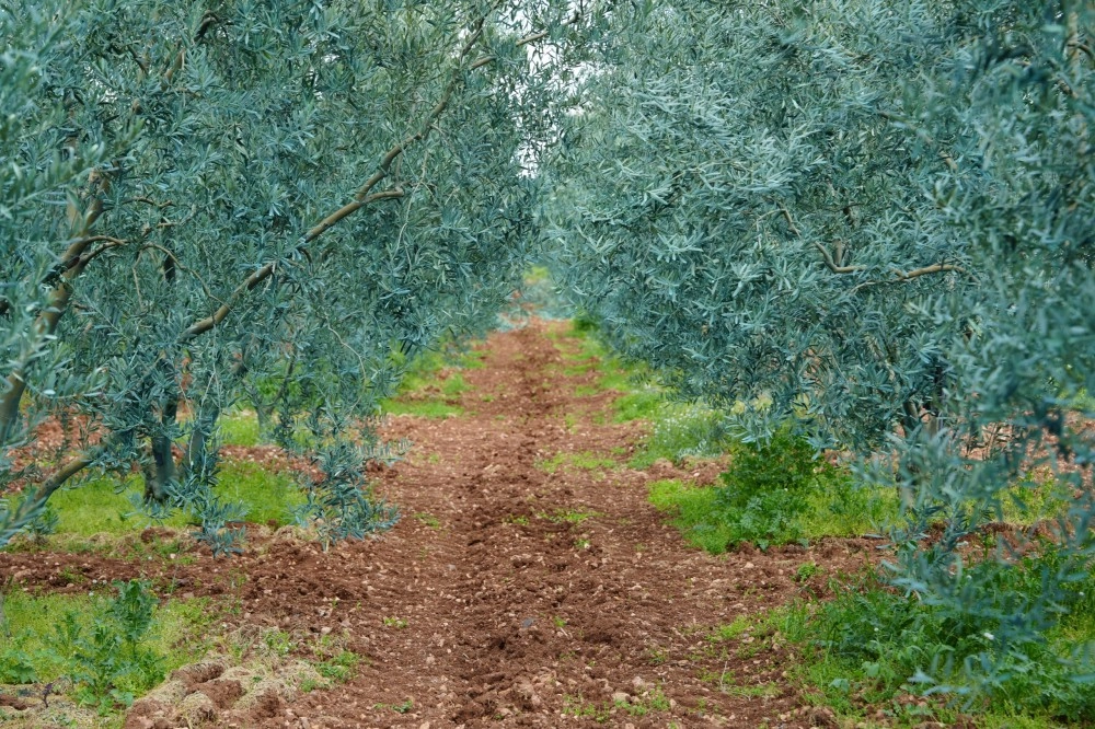 Eskişehir&rsquo;de 'Dorlion Zeytinyağı' kalitesini &ouml;d&uuml;llerle tescilledi