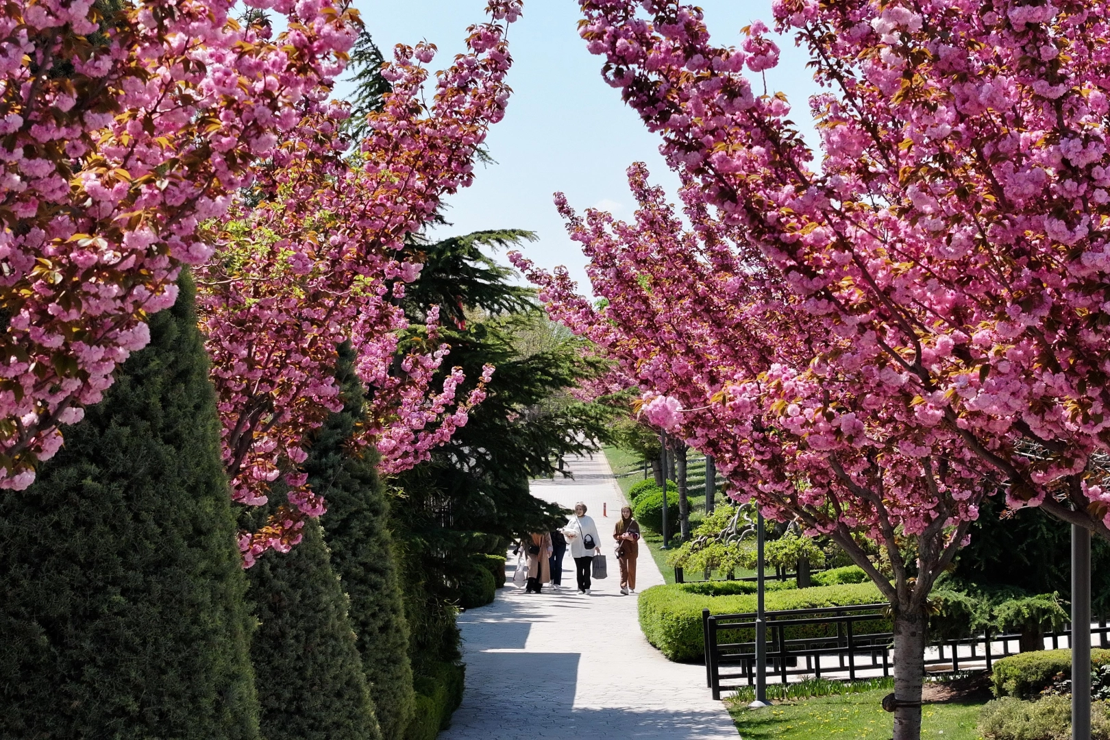 Bu manzara i&ccedil;in Japonya'ya gitmenize gerek yok! Konya'da Sakura mevsimi başladı