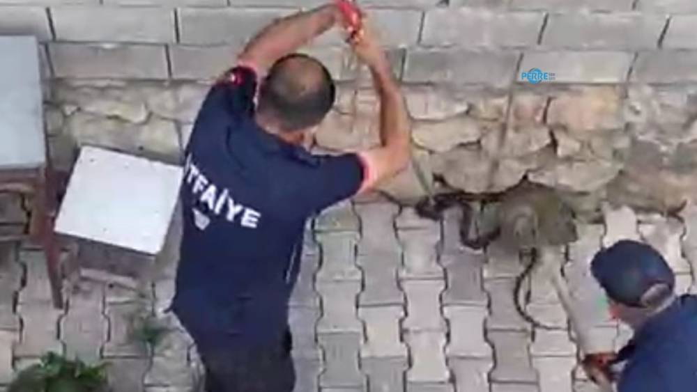 G&ouml;lbaşı'nda eve girmeye &ccedil;alışan iki kara yılan yakalandı  - Videolu Haber