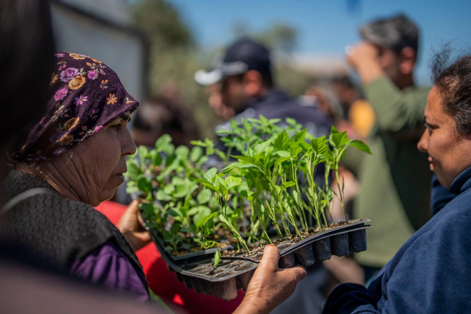 Muğla Milas'tan &uuml;reticilere fide desteği