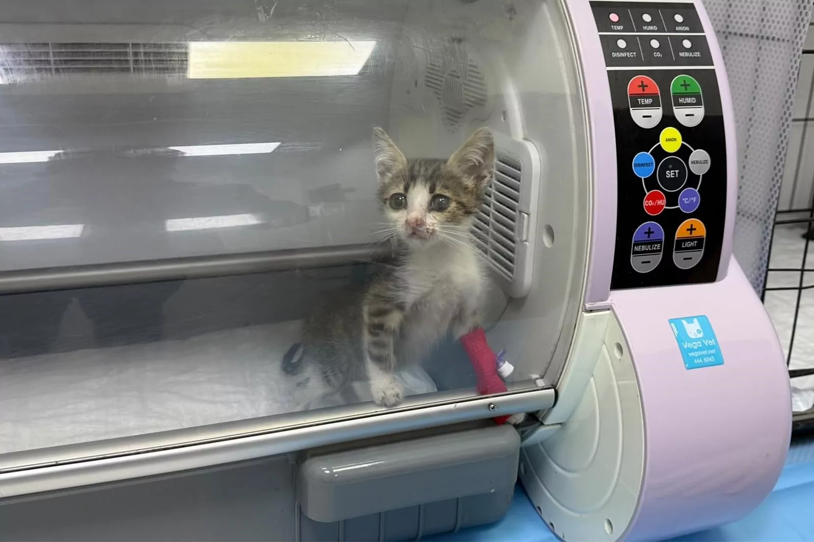 Bandırma&rsquo;da şiddet g&ouml;ren yavru kedi tedavi altına alındı