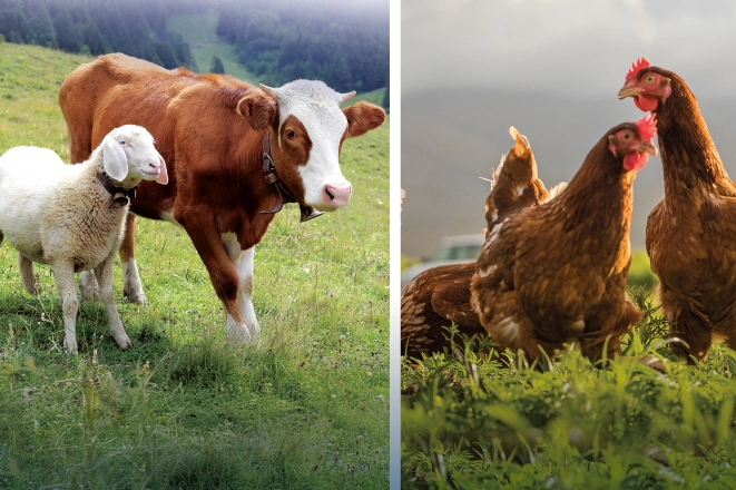 Hayvansal &uuml;retimde y&uuml;kseliş... Sığırdan bala kadar artış var