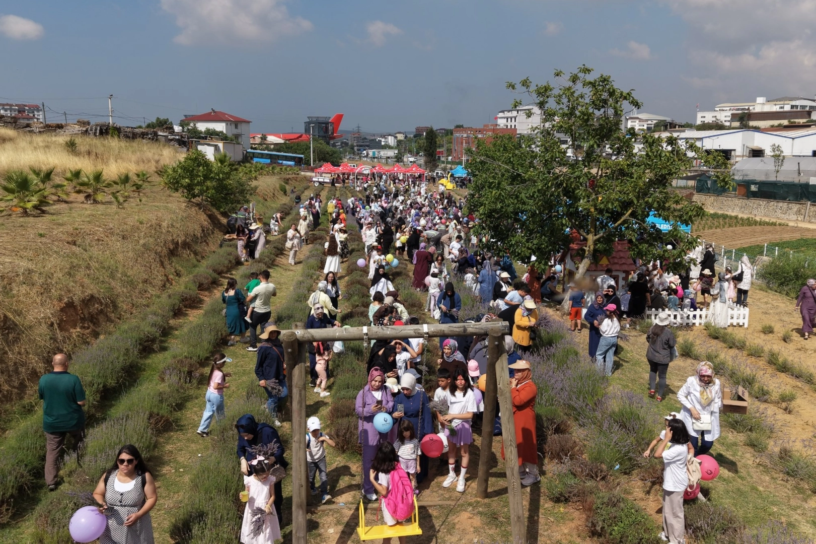 &Ccedil;ayırovalılar Lavanta Hasadı'nda buluştu