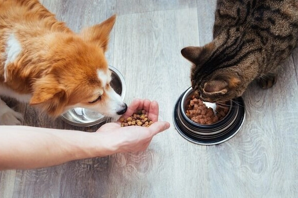 Kedi-k&ouml;pek maması sekt&ouml;r&uuml; ihracatını 11 yılda 33 kat artırdı