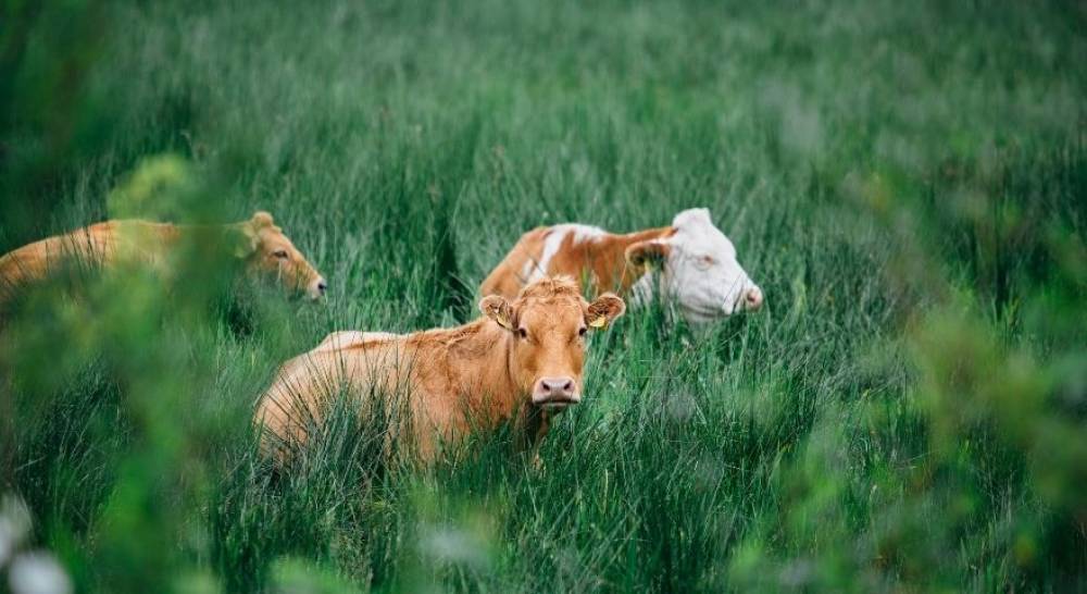 T&Uuml;İK verileriyle b&uuml;y&uuml;kbaş hayvanın en &ccedil;ok hangi ilde olduğu belli oldu!  