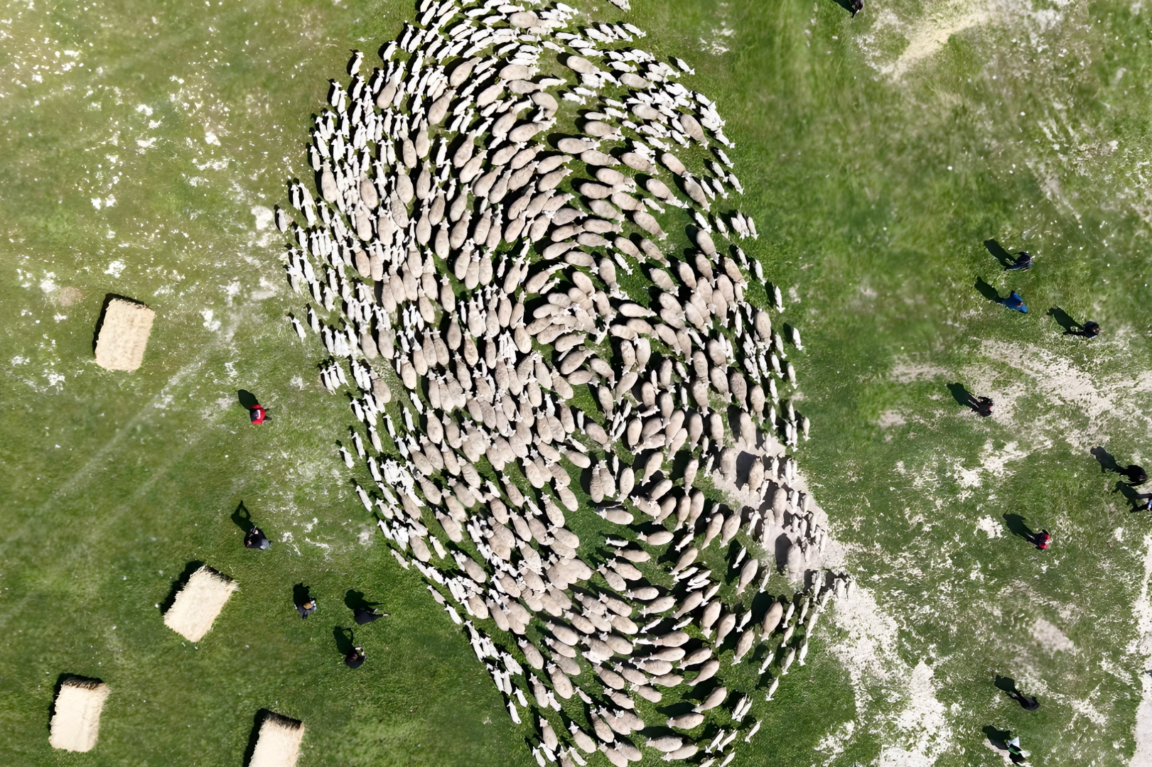 TİGEM&rsquo;de 'kavuşma' sevinci... Koyun ve kuzular buluştu