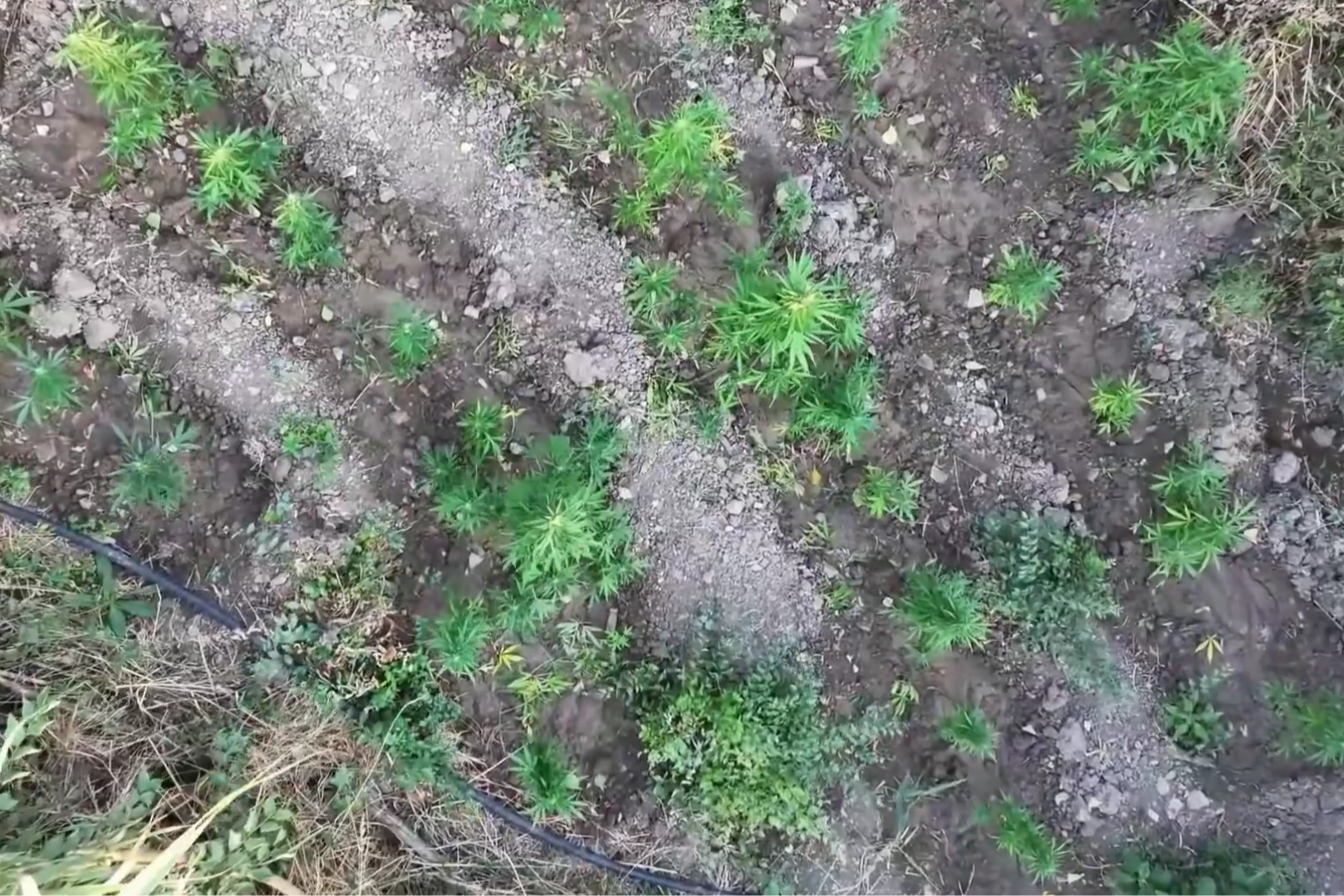 Diyarbakır&rsquo;da 247 bin k&ouml;k kenevire imha