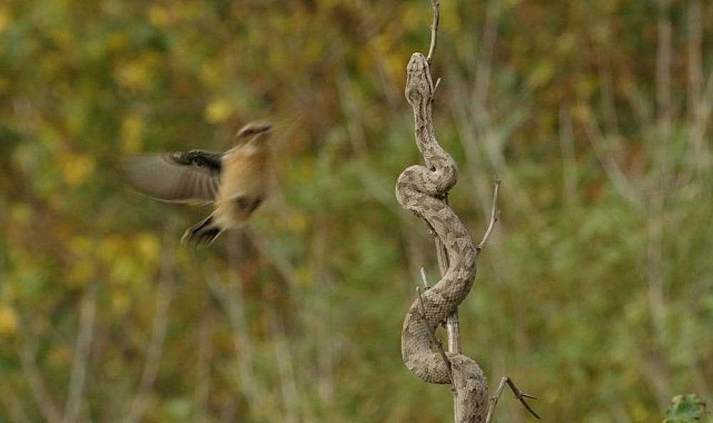 'Muhteşem Yırtıcılar: Zehirliler',   18 Temmuz Cumartesi Saat 20.00'de  National Geographic WILD Ekranlarında İzleyicilerle Buluşuyor!