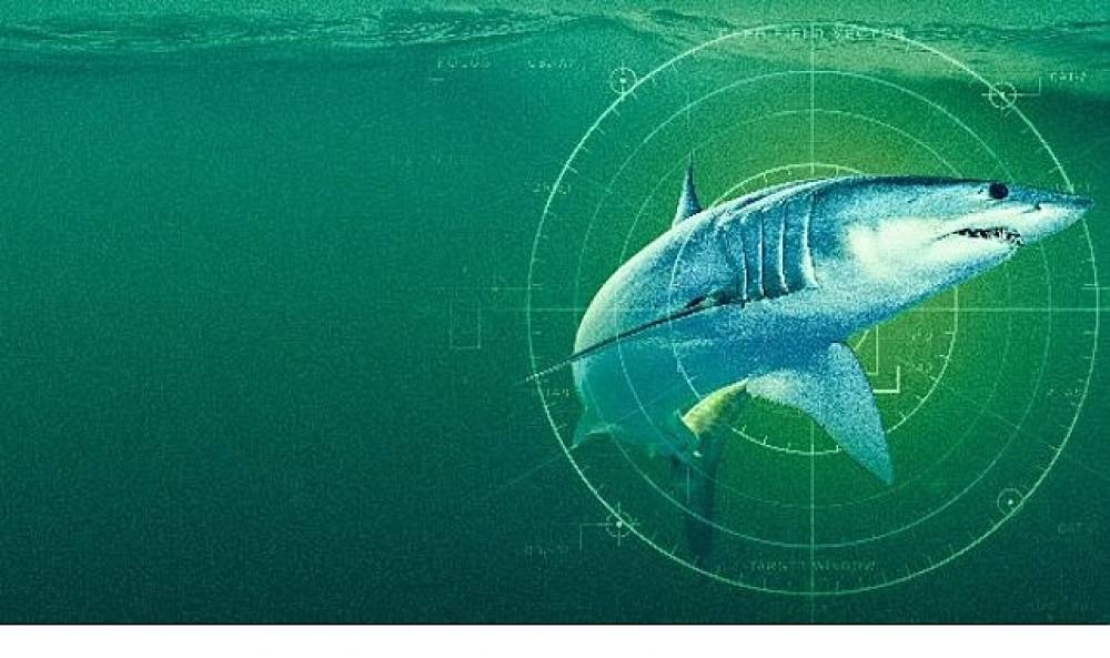'D&uuml;nyanın En B&uuml;y&uuml;k Mako K&ouml;pekbalığı',   19 Temmuz Pazar Saat 20.00'de  National Geographic WILD Ekranlarında!