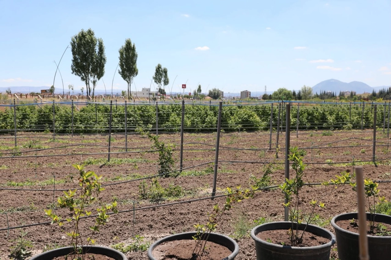 Kayseri Kocasinan'da 60 bin fideli tarımsal &uuml;retim