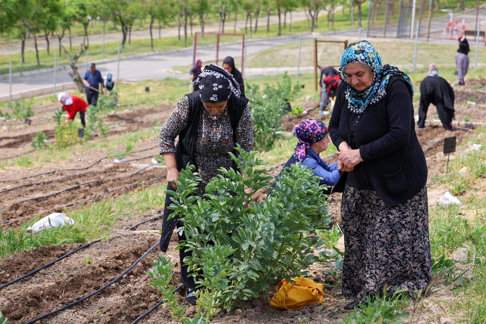 İzmir'in Mahalle Bostanları&rsquo;nda yaz hasadı