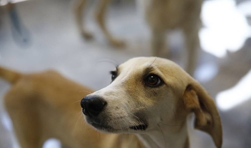 B&uuml;y&uuml;kşehir'den Petshop sahiplerine &uuml;cretsiz eğitim 