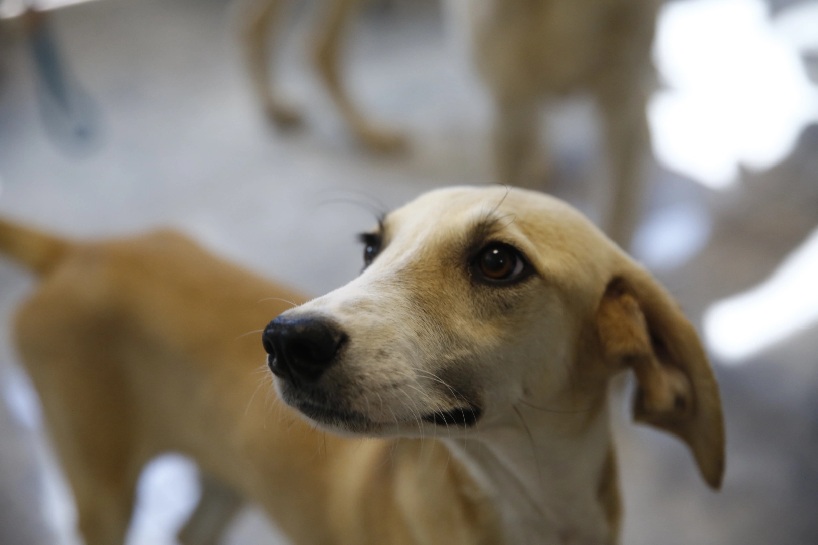 Antalya&rsquo;da petshoplara sertifikalı eğitim semineri