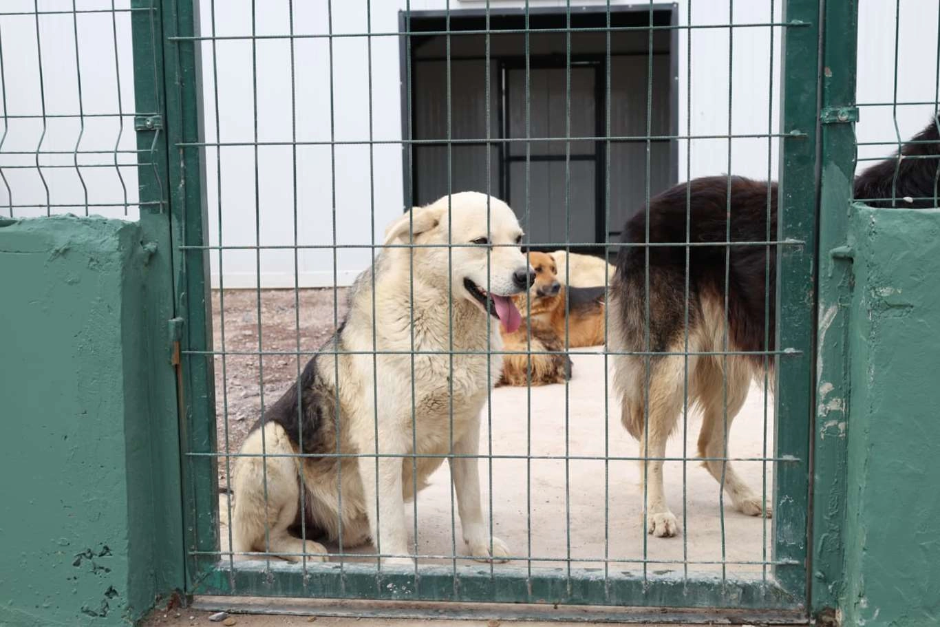İstanbul &Ccedil;ekmek&ouml;y&rsquo;de sokak hayvanları i&ccedil;in dev doğal yaşam alanı a&ccedil;ıldı