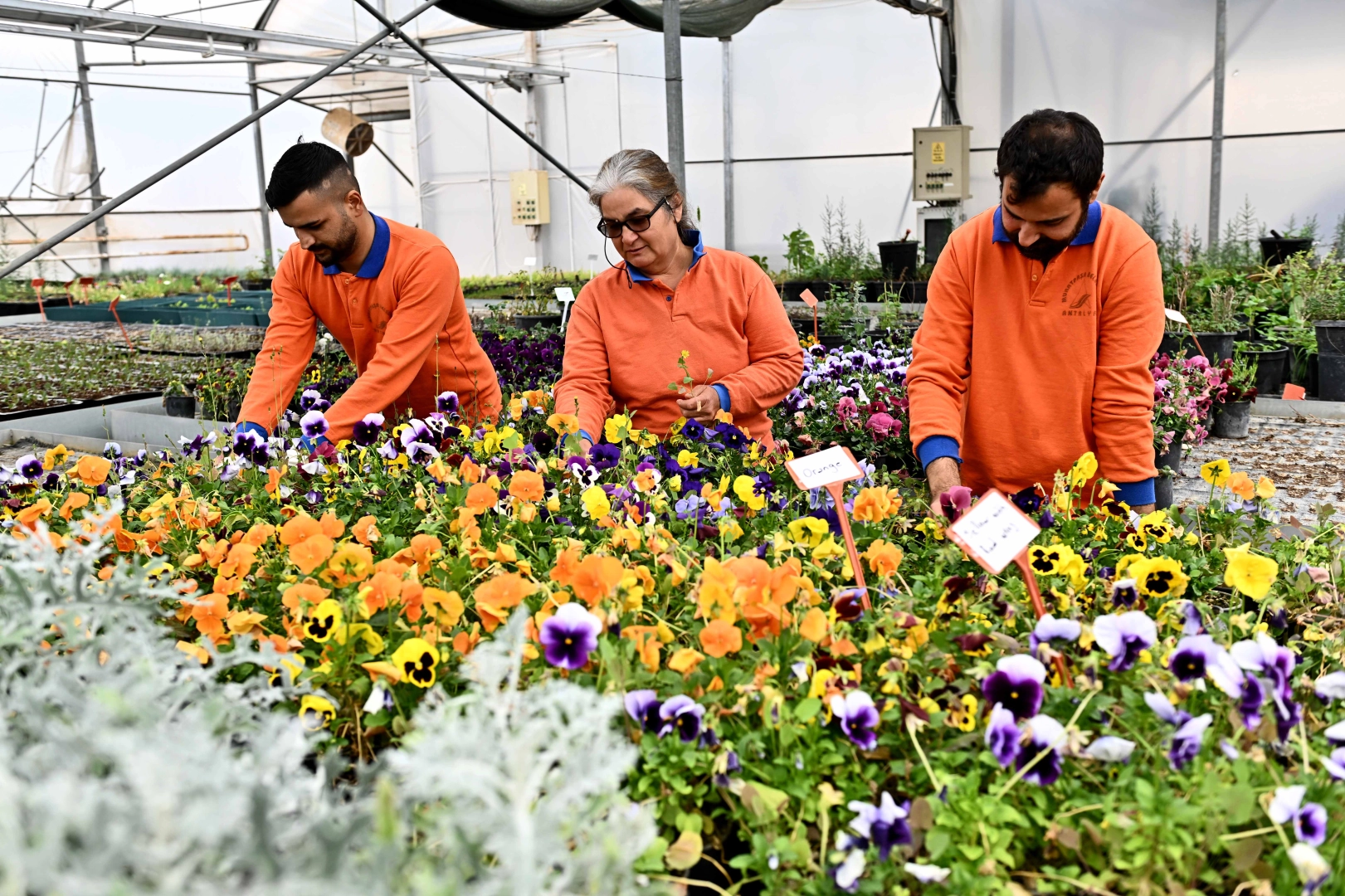 Antalya Muratpaşa'da 130 bin dal &ccedil;i&ccedil;ek yetiştiriliyor