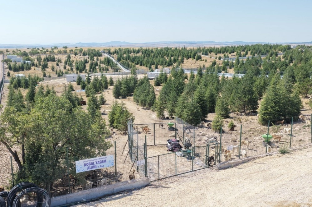Eskişehir B&uuml;y&uuml;kşehir&rsquo;den sahipsiz hayvanlara yeni proje