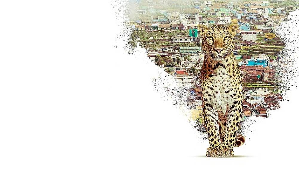 Nilgiri Dağlarını Keşfe &Ccedil;ıkaran   'Nilgiris: Mavi Dağların Hikayesi',   22 Nisan &Ccedil;arşamba 20.00'de   National Geographic WILD Ekranlarında!