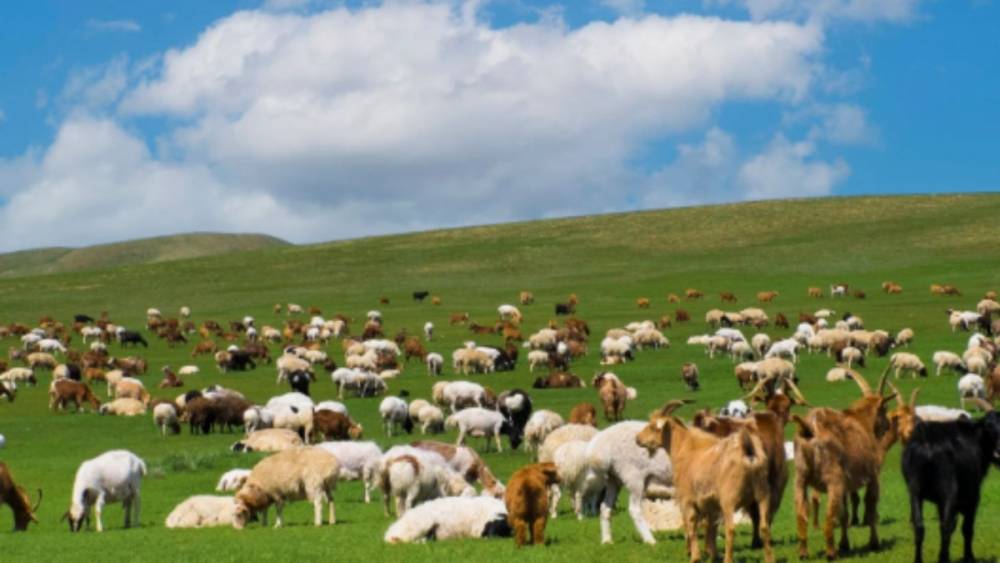 Adıyaman&rsquo;da &lsquo;Kırsalda Bereket&rsquo; projesi: 3 yılda 150 bin k&uuml;&ccedil;&uuml;kbaş hayvan desteği verilecek  - Videolu Haber