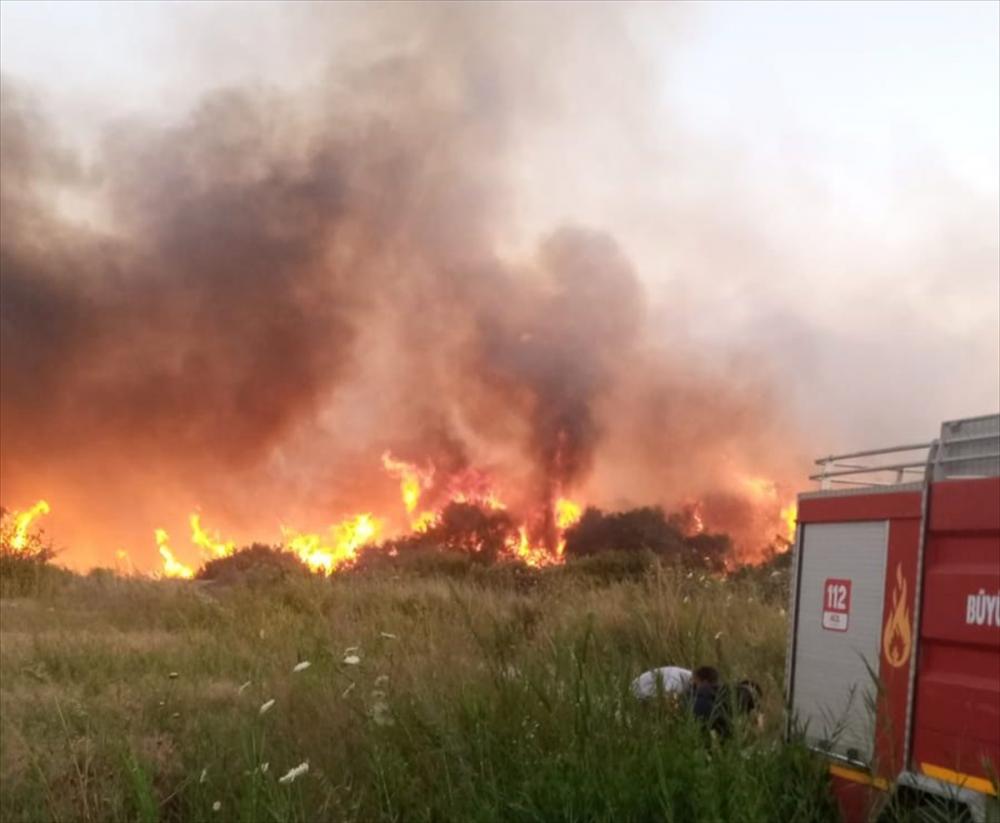 Antalya'da zeytinlik ve sazlık alanda yangın çıktı
