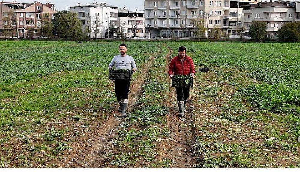 Osmangazi Belediyesi Doğal Üretimle Sofralara Sağlık Sunuyor