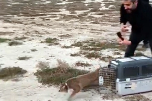 Aydın'da ağır yaralı bulunmuştu... İzmir'den sağlıklı şekilde doğaya salındı