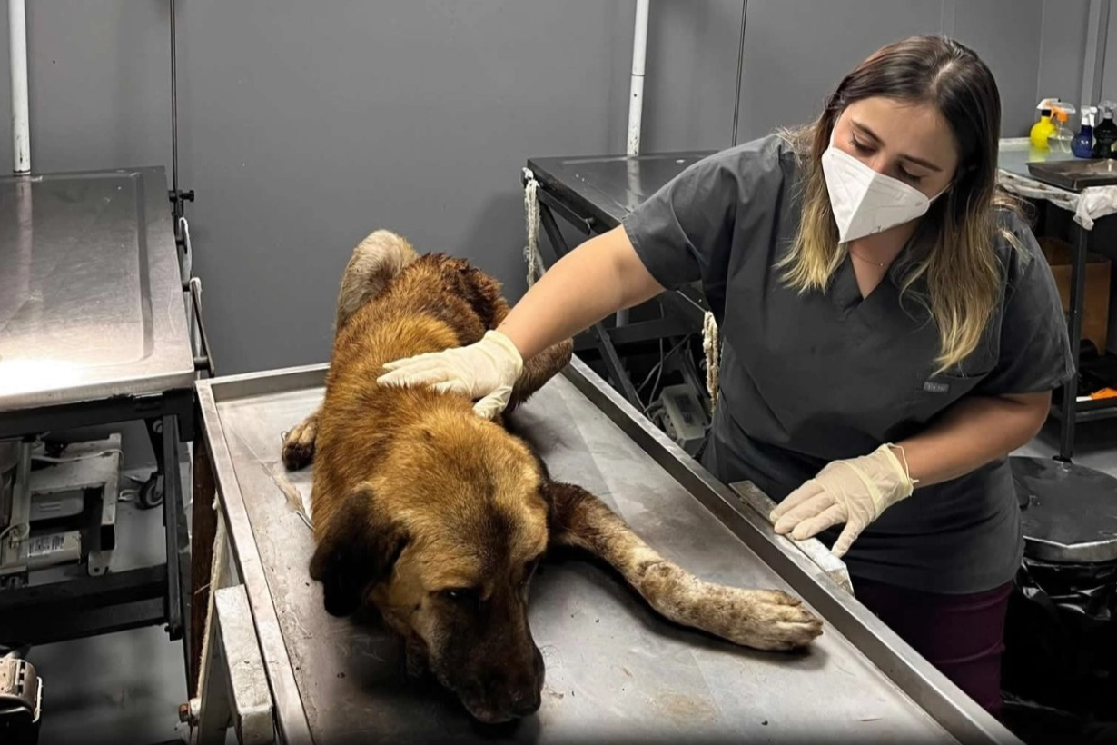 Ordu&rsquo;da yaralı k&ouml;pek kurtarıldı
