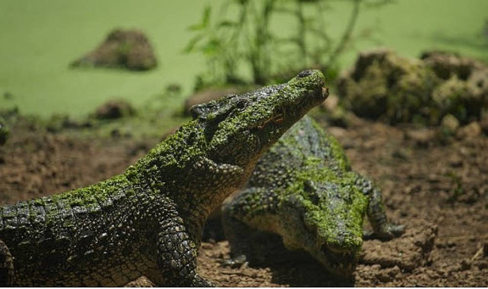 'Karayipler'in Vahşi Timsahları',   25 Ekim Pazar Saat 20.00'de National Geographic WILD Ekranlarında!