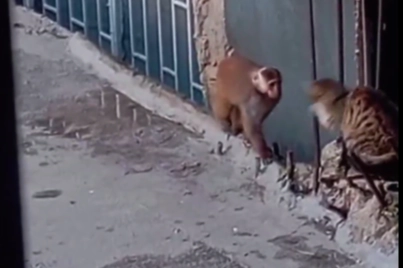 Fikirtepe&rsquo;de &ccedil;atılara dadanan rhesus makak yakalandı!
