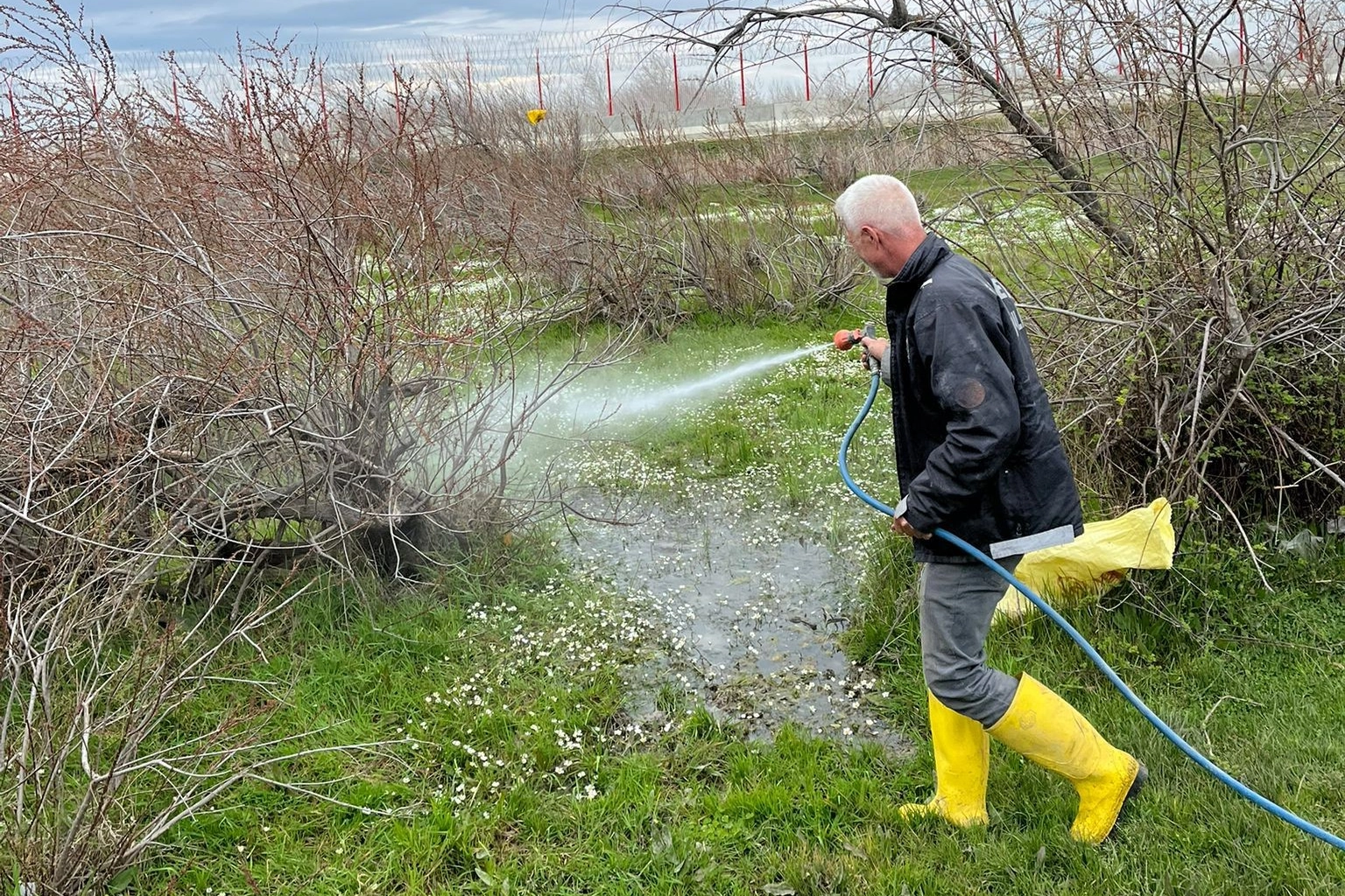 Enez'de larva ila&ccedil;laması başladı