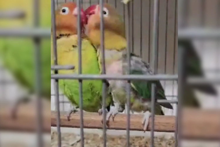 &Ccedil;anakkale Biga'da belgesiz papağan operasyonu: 9 kuş yakalandı