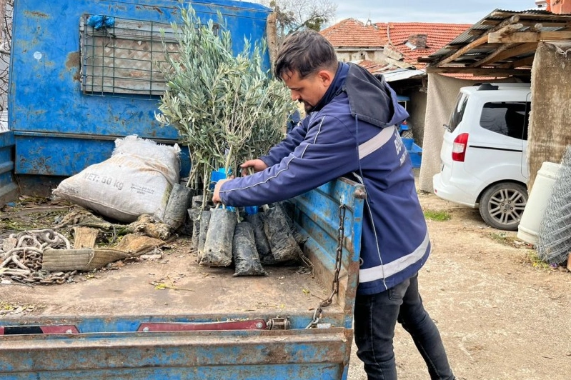 Eskişehir B&uuml;y&uuml;kşehir&rsquo;den &uuml;reticiye zeytin fidanı desteği