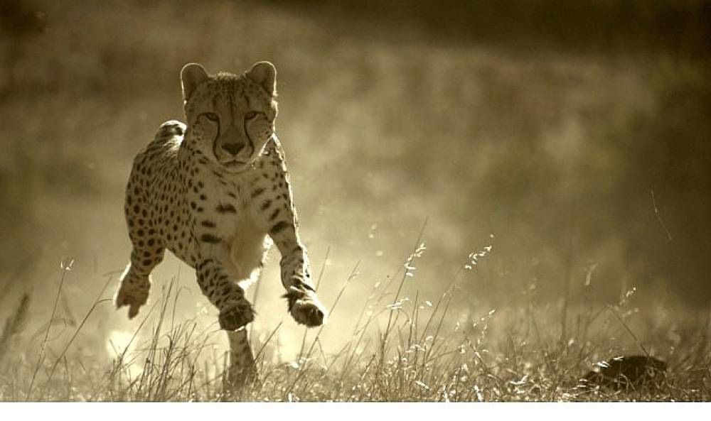 'B&uuml;y&uuml;k Kediler D&uuml;nyası',   1 Şubat Pazar 20.00'de   National Geographic WILD Ekranlarında!   