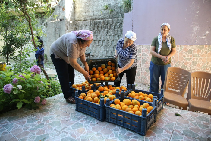Kooperatifleşen kadınlar portakal kurusuyla aile bütçelerine katkı sağlıyor